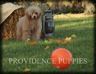 Small Photo #73 Poodle (Miniature) Puppy For Sale in COPPOCK, IA, USA