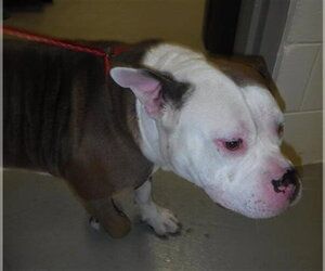 Bulldog Dogs for adoption in Sanford, FL, USA
