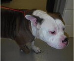 BRIGGS - Male Bulldog Dog for Adoption - Small photo