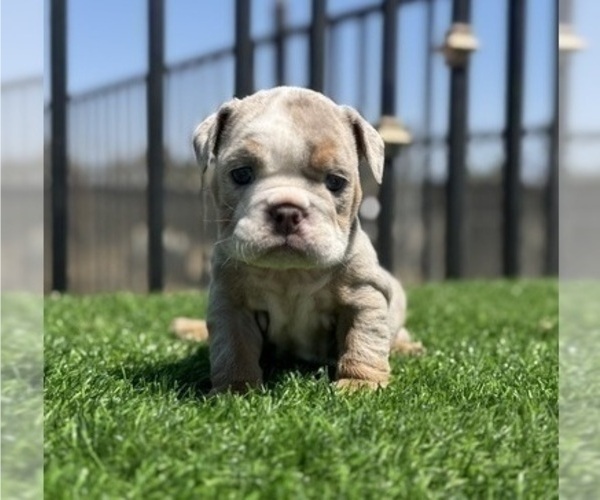Medium Photo #3 English Bulldog Puppy For Sale in CINCINNATI, OH, USA