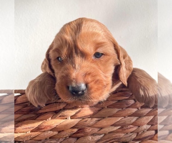 Medium Photo #1 Goldendoodle Puppy For Sale in STREETSBORO, OH, USA