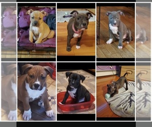 American Bully Puppy for sale in ANDOVER, CT, USA
