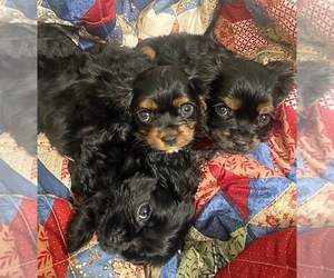 Cavalier King Charles Spaniel-Cockalier Mix Puppy for sale in ROSEVILLE, CA, USA