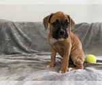 Small Photo #27 Boxer Puppy For Sale in WEST COLUMBIA, SC, USA