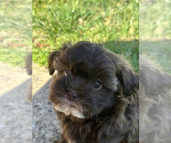 Medium Photo #6 ShihPoo Puppy For Sale in CHARLESTON, WV, USA