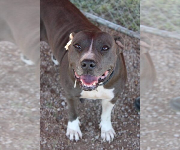 Medium Photo #5 Mutt Puppy For Sale in Abbeville, LA, USA