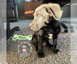 Small #1 Mutt