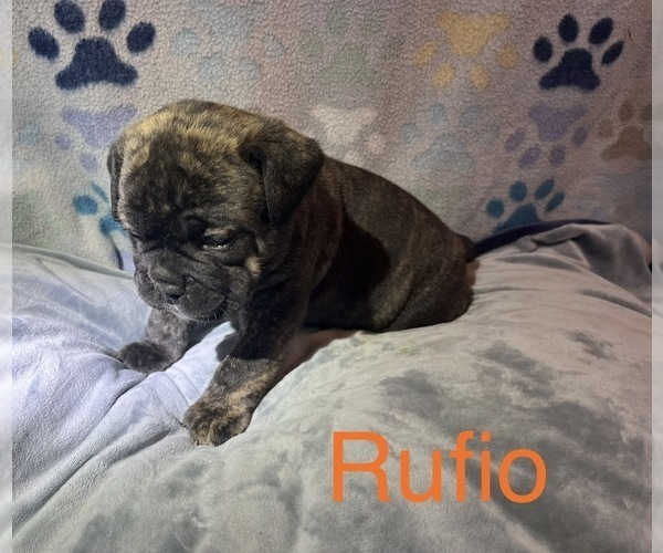 Medium Photo #2 Olde English Bulldogge Puppy For Sale in VIOLA, AR, USA