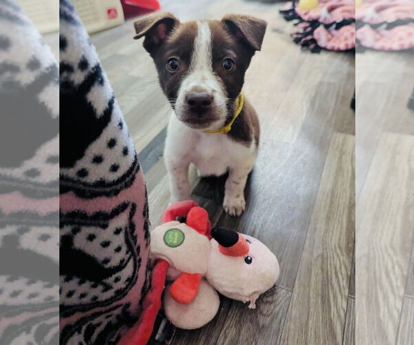 Medium Photo #1 Huskies -Labrador Retriever Mix Puppy For Sale in Princeton, MN, USA