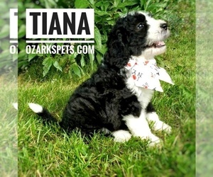 Sheepadoodle Puppy for sale in CEDAR GAP, MO, USA