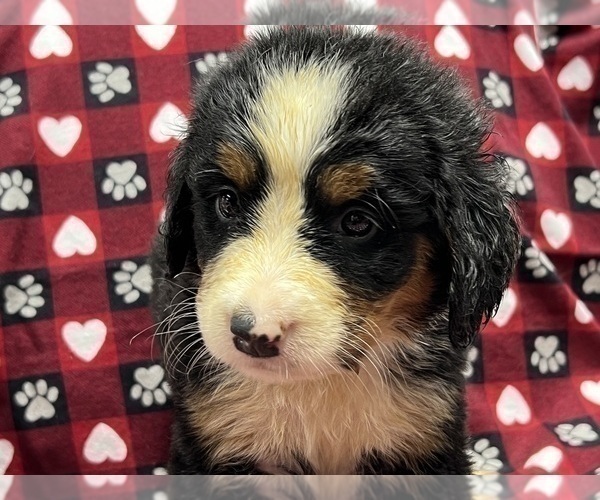 Medium Photo #3 Bernese Mountain Dog Puppy For Sale in DUNDEE, OH, USA