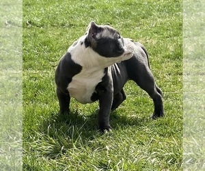 American Bully Puppy for sale in MONROE, MI, USA