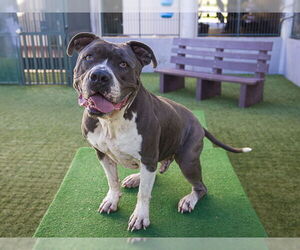 BODA - Male Mutt Dog for Adoption - Photo #2