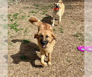 Mutt Dogs for adoption in Sparta, TN, USA