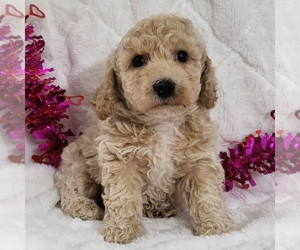 Medium Photo #1 Bichpoo Puppy For Sale in ARTHUR, IL, USA