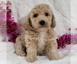Bichpoo Puppy for sale in ARTHUR, IL, USA