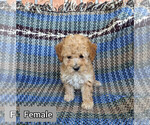 Puppy 5 Poodle (Miniature)