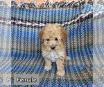 Puppy 4 Poodle (Miniature)