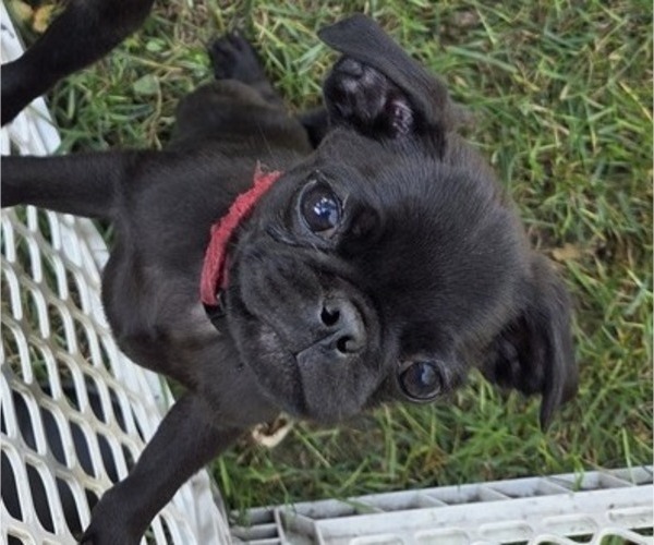 Medium Photo #3 Pug Puppy For Sale in HILLSDALE, MI, USA