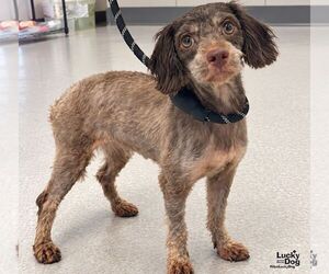 Glinda - Female Aussiedoodle Miniature  Dog for Adoption - Photo #3