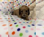 Small Photo #7 Dachshund Puppy For Sale in HEMPSTEAD, TX, USA