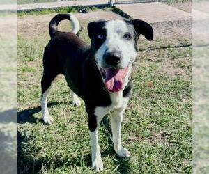 Labsky Dogs for adoption in Conroe, TX, USA