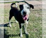 BRIDGET - Female Labsky Dog for Adoption - Small photo