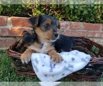 Small Photo #4 Yorkshire Terrier Puppy For Sale in ESCONDIDO, CA, USA