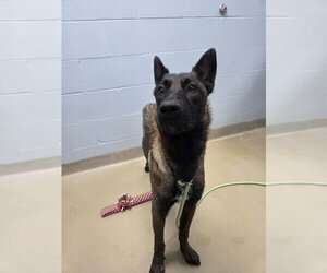 Mutt Dogs for adoption in Imlay City, MI, USA
