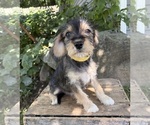 Small #3 Schnoodle (Miniature)