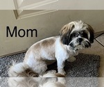 Small Photo #1 Shih Tzu Puppy For Sale in ALBUQUERQUE, NM, USA