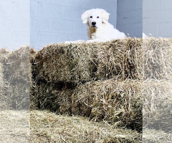 Medium Photo #3 Great Pyrenees Puppy For Sale in Croydon, NH, USA