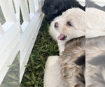Small Photo #14 Maltipom Puppy For Sale in MIRA LOMA, CA, USA