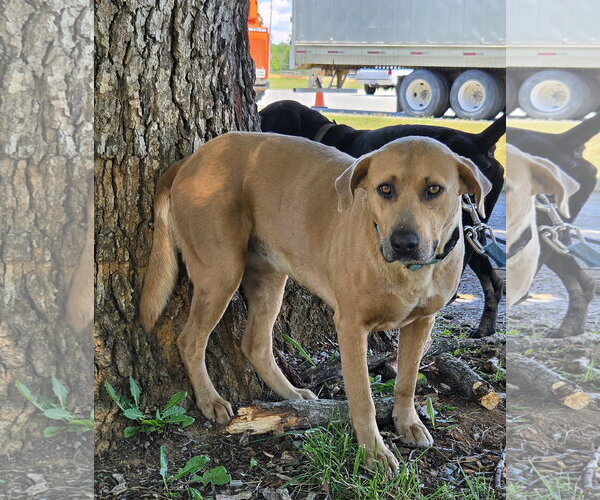 Medium Photo #4 Labrador Retriever-Unknown Mix Puppy For Sale in Rustburg, VA, USA