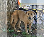 Small #3 Labrador Retriever Mix