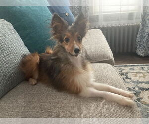 Mutt Dogs for adoption in Catasauqua, PA, USA