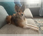 Small Mutt