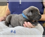 Small Photo #4 Cane Corso Puppy For Sale in BUMPASS, VA, USA