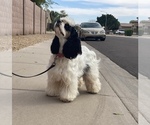 Small Photo #12 Cocker Spaniel Puppy For Sale in AVONDALE-GOODYEAR, AZ, USA