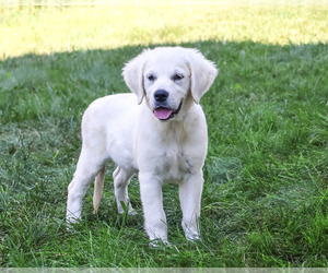 Golden Retriever Puppy for sale in SYRACUSE, IN, USA