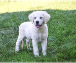 Image preview for Ad Listing. Nickname: Tori