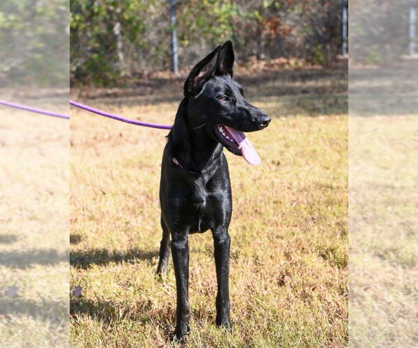 Medium Photo #2 Mutt Puppy For Sale in Glen Allen, VA, USA