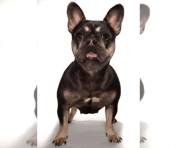 Medium Photo #3 French Bulldog-Unknown Mix Puppy For Sale in Oakland Park, FL, USA