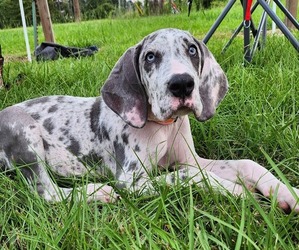 Medium Great Dane