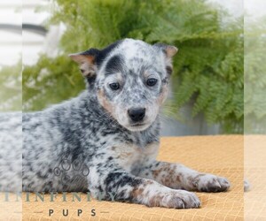 Australian Cattle Dog Puppy for sale in ATGLEN, PA, USA