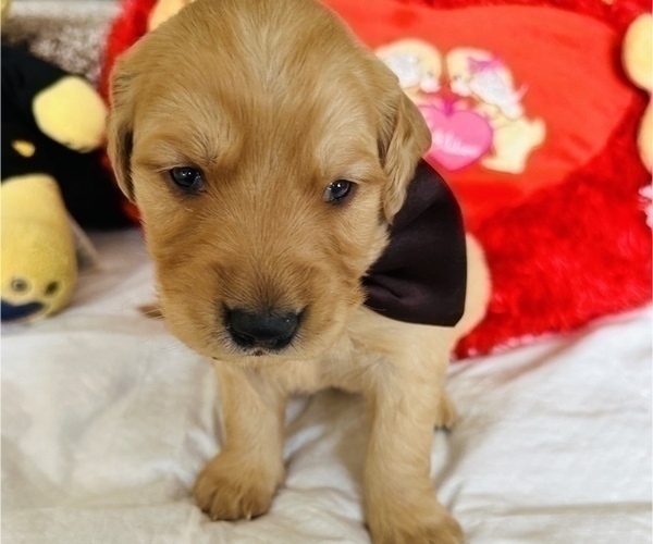 Medium Photo #10 Golden Retriever Puppy For Sale in BAKERSFIELD, CA, USA