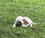 Small #8 Borador
