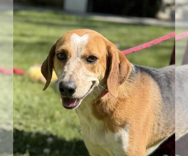 Medium Photo #1 Treeing Walker Coonhound-Unknown Mix Puppy For Sale in Yardley, PA, USA