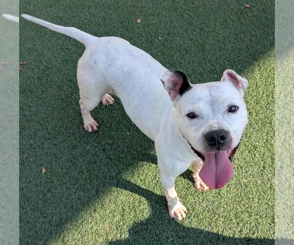 Medium Photo #8 American Pit Bull Terrier-Unknown Mix Puppy For Sale in Rockwall, TX, USA