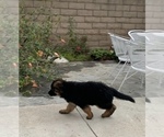 Small Photo #8 German Shepherd Dog Puppy For Sale in NORTHRIDGE, CA, USA